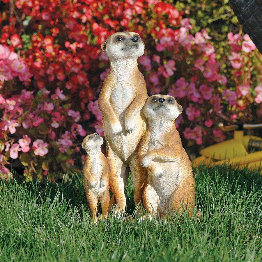 MEERKAT FAMILY