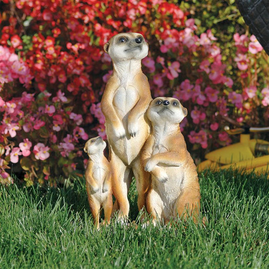 MEERKAT FAMILY