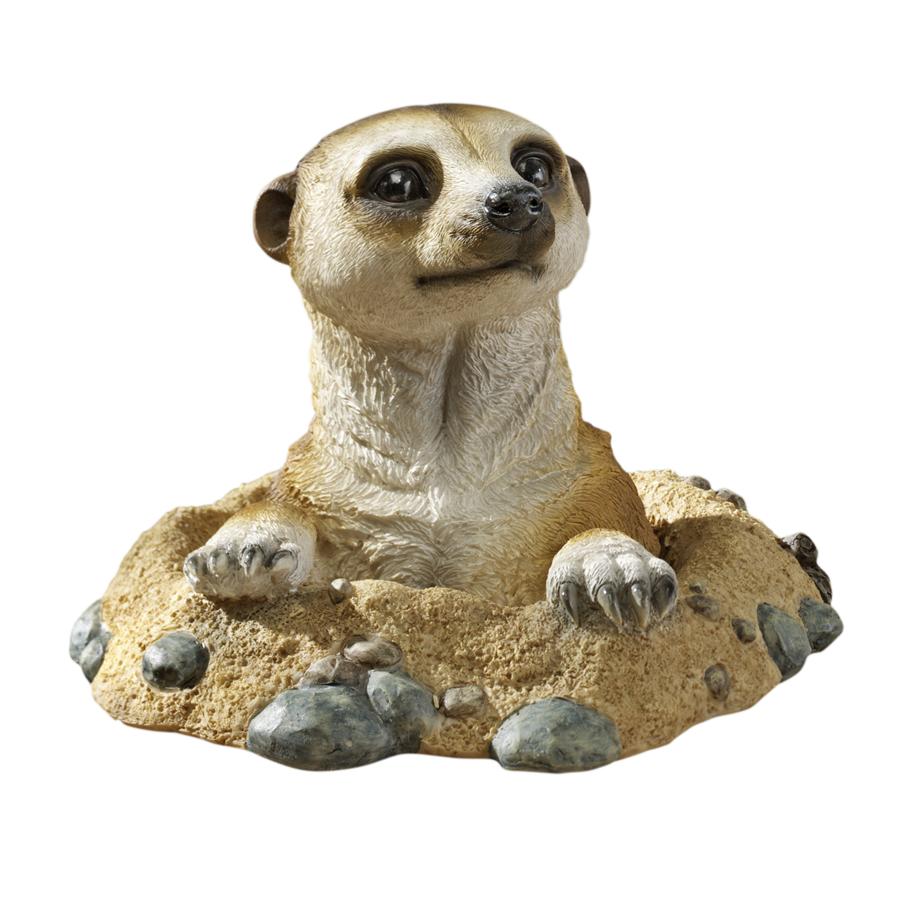 MEERKAT OUT OF HOLE